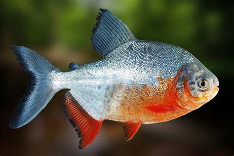 peixe pirapitinga
